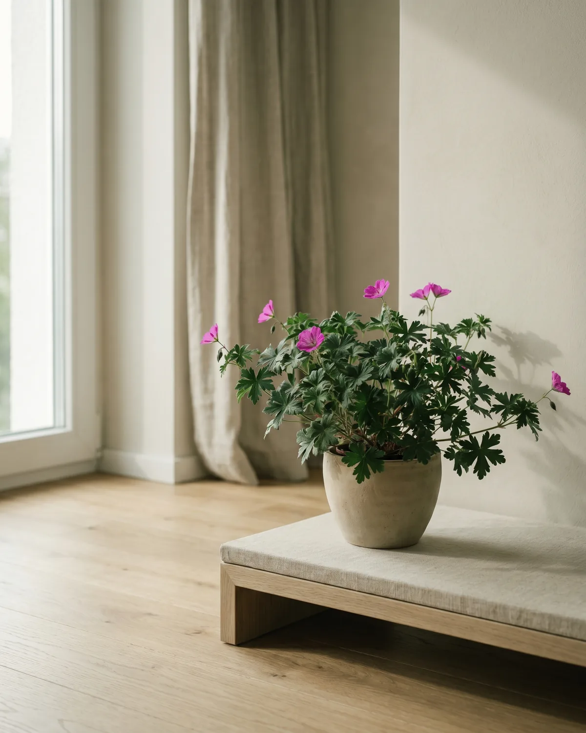 Blutroter Storchschnabel – Hauptbild