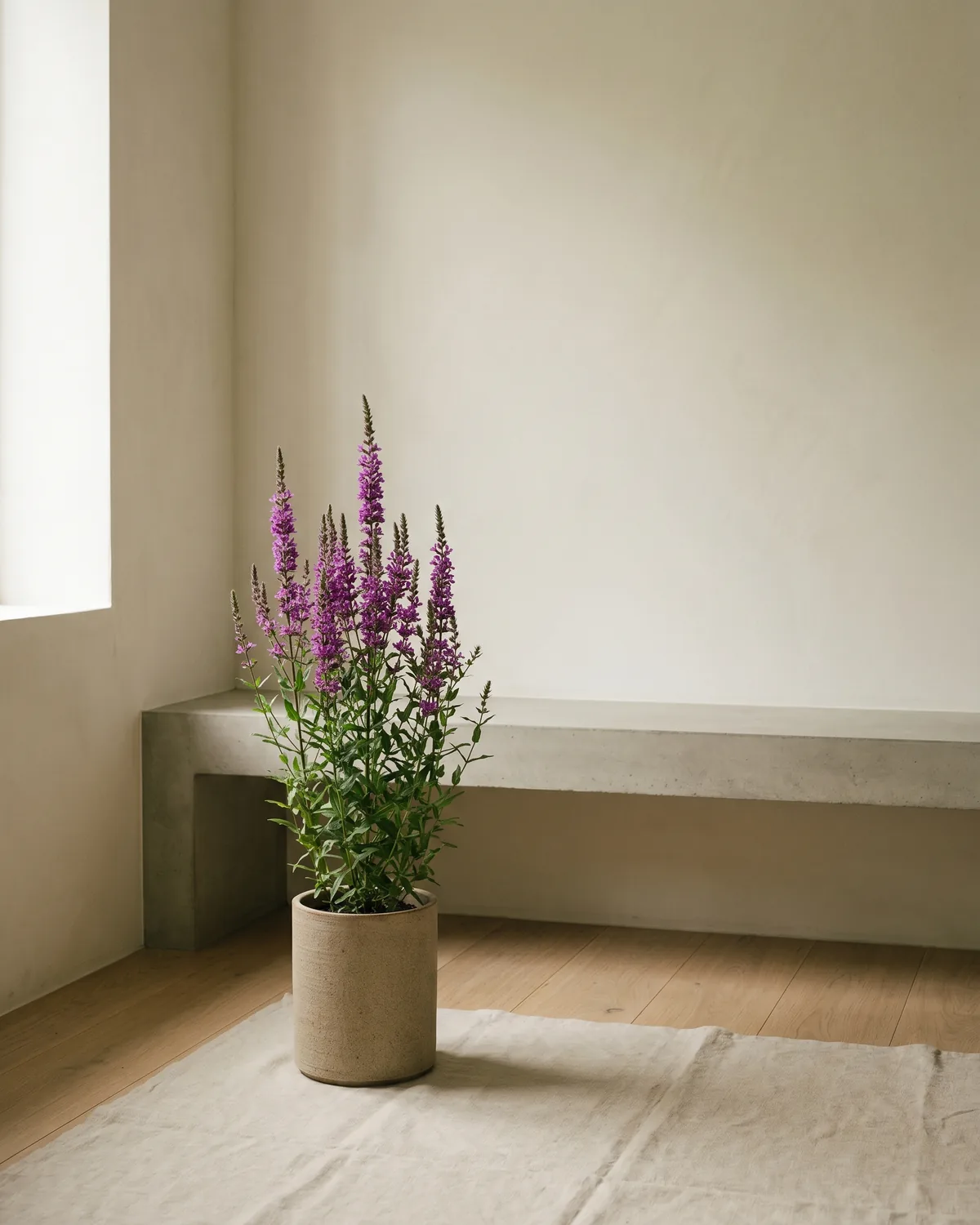 Blutweiderich – Hauptbild