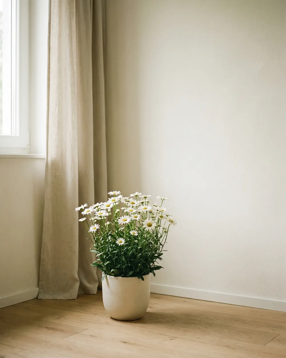 Bornholmer Margerite styliert im Wohnraum