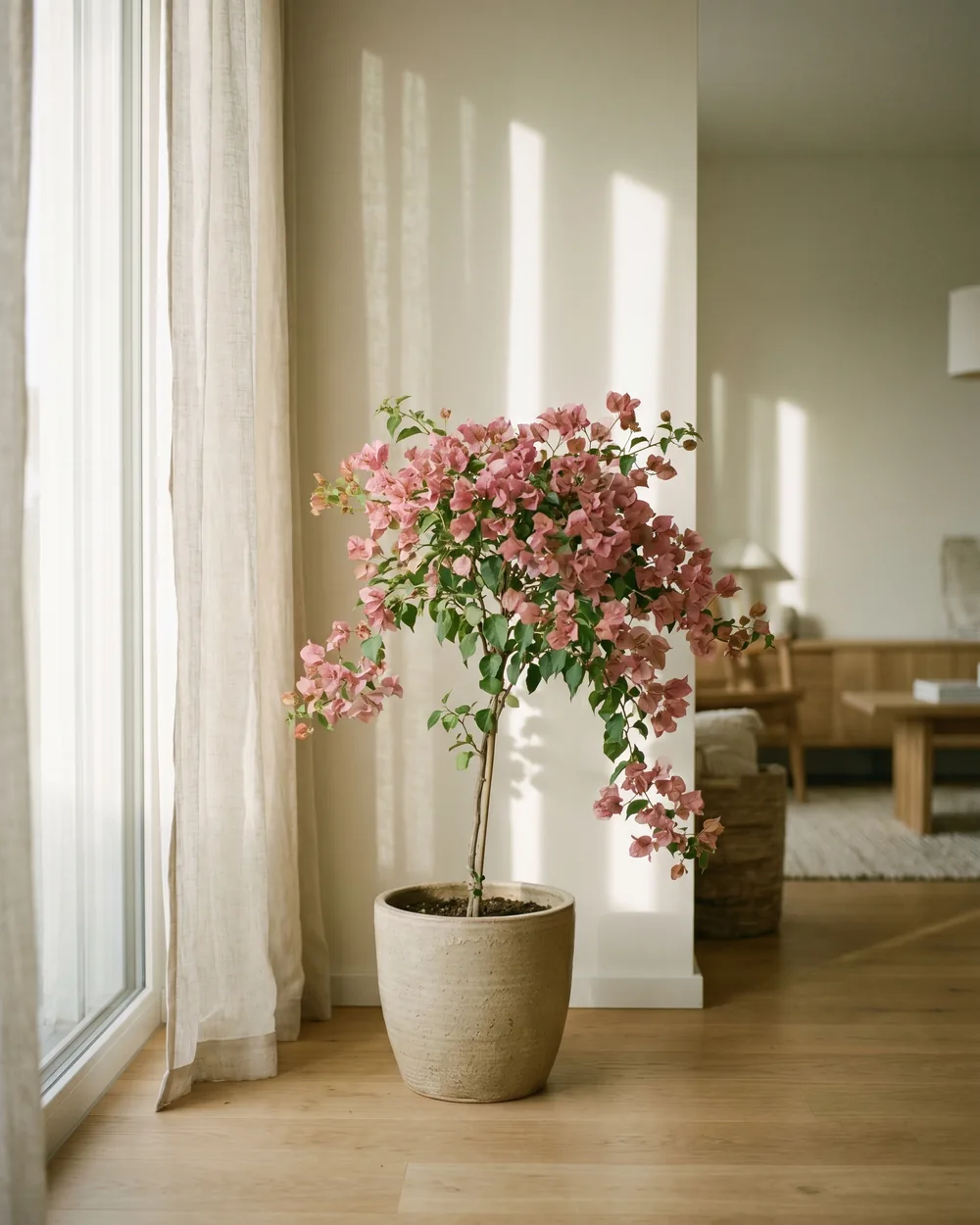 Bougainvillea styliert im Wohnraum