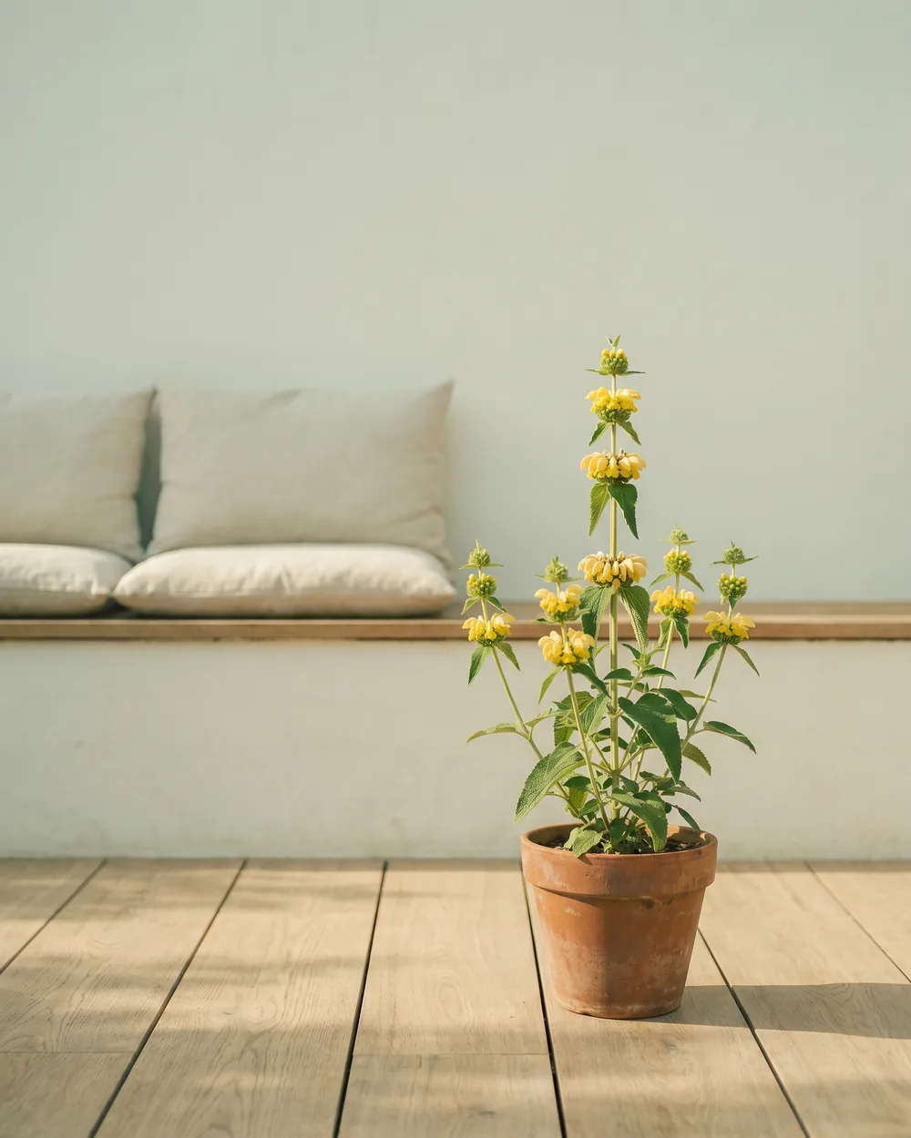 Brandkraut styliert im Wohnraum