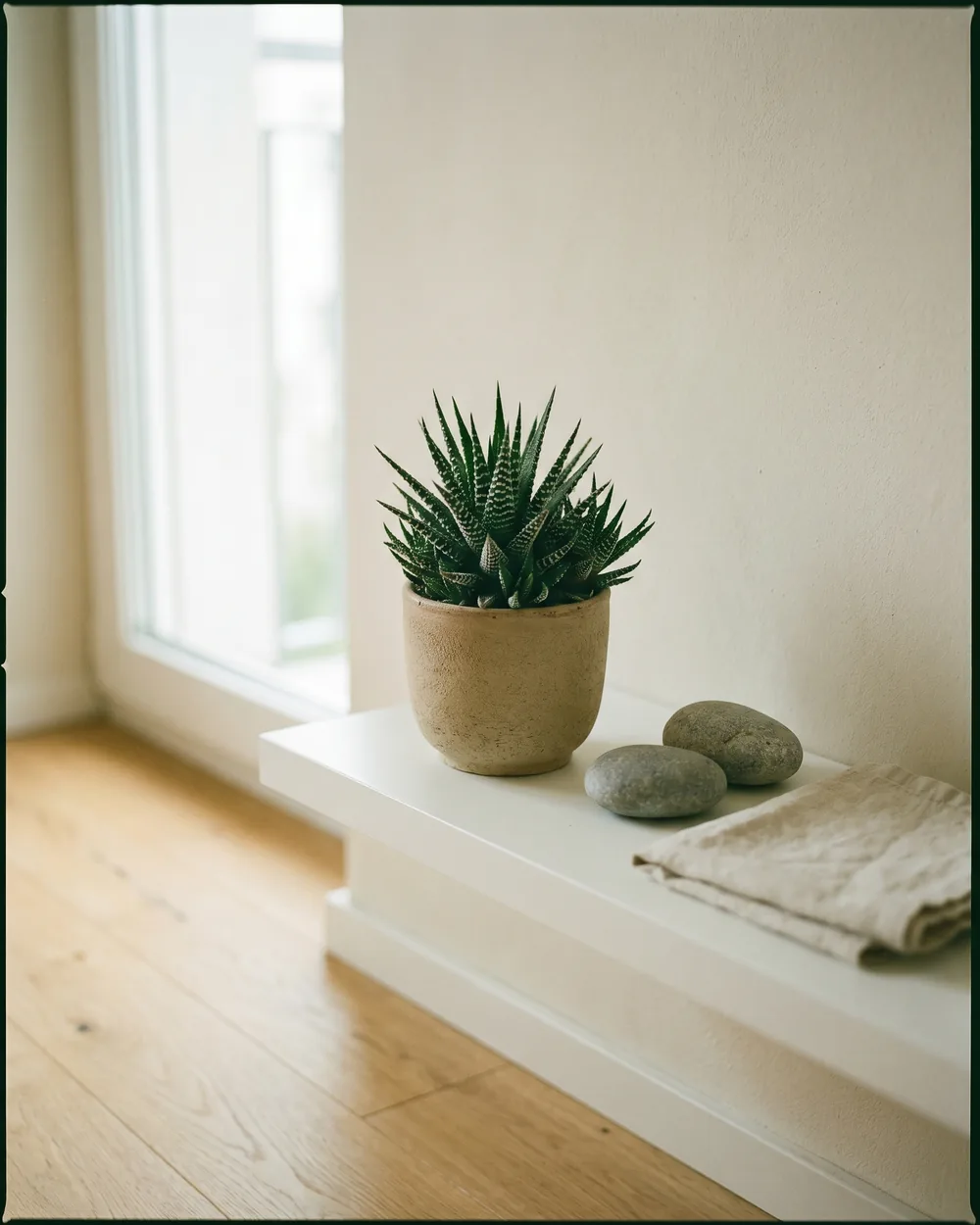 Breitblättrige Haworthie styliert im Wohnraum