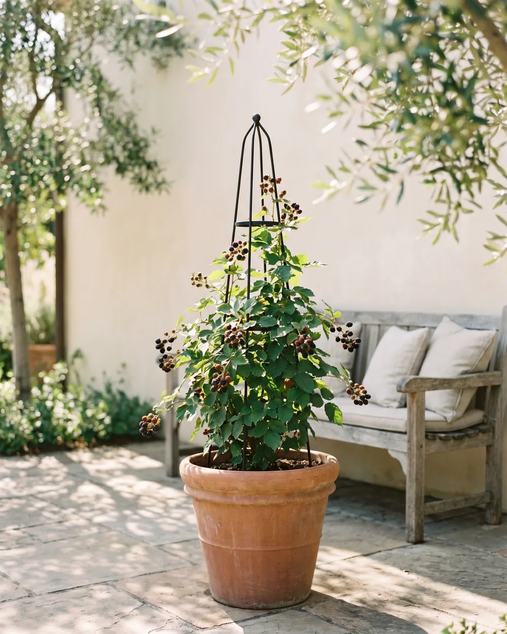 Brombeere styliert im Wohnraum