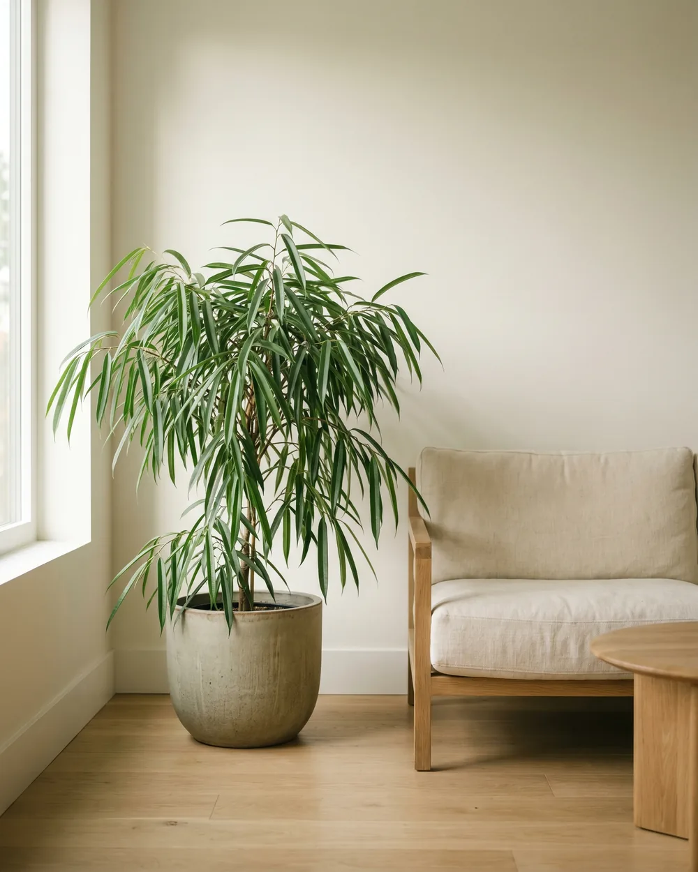 Ali-Feige styliert im Wohnraum