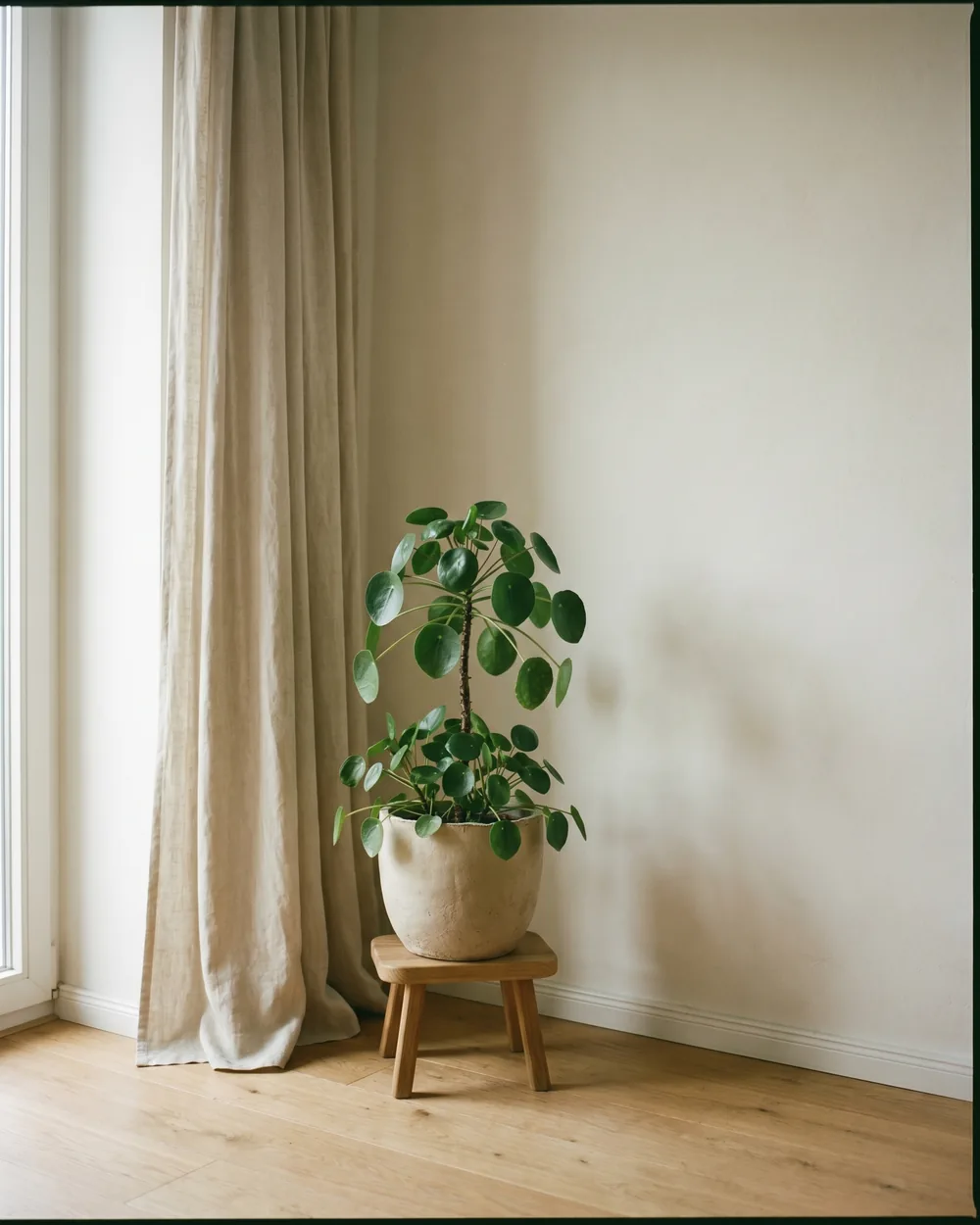 Buchsbaum styliert im Wohnraum