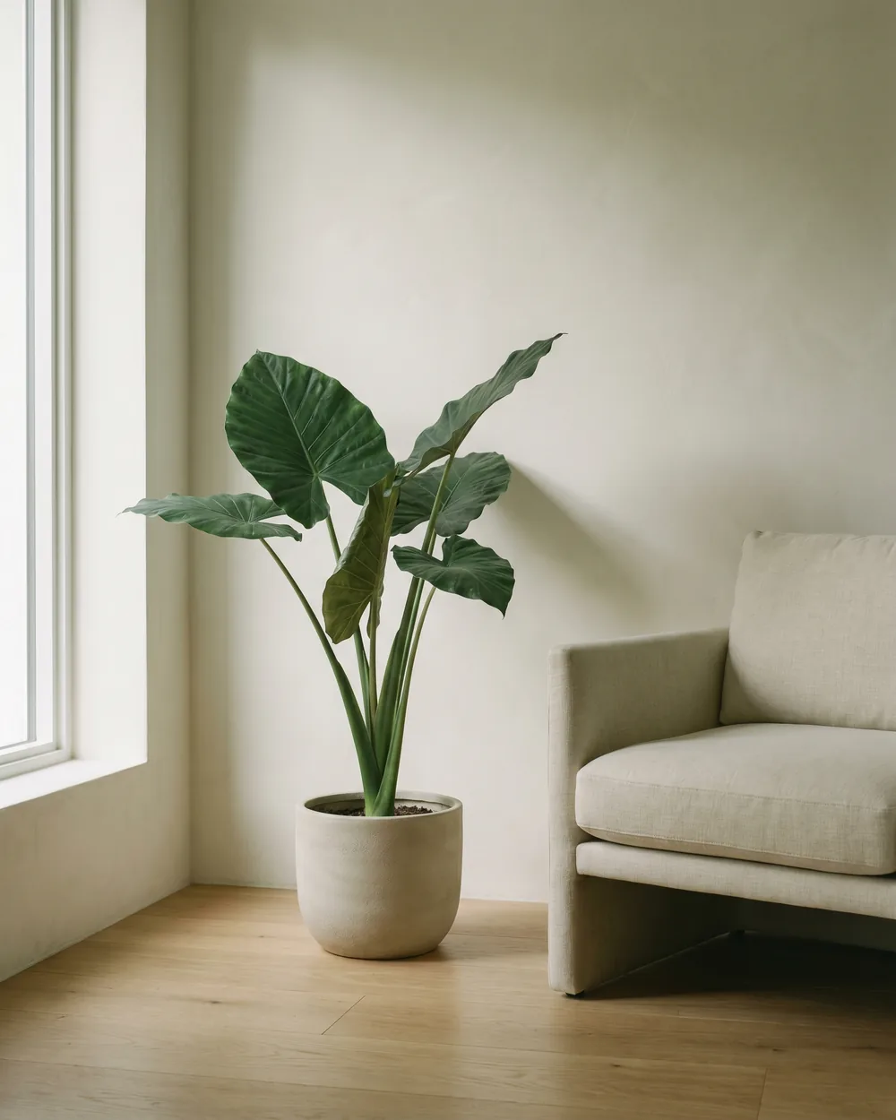 Alocasia styliert im Wohnraum