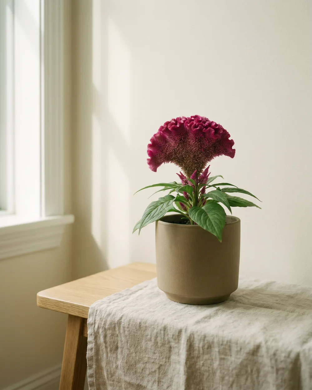 Celosie styliert im Wohnraum