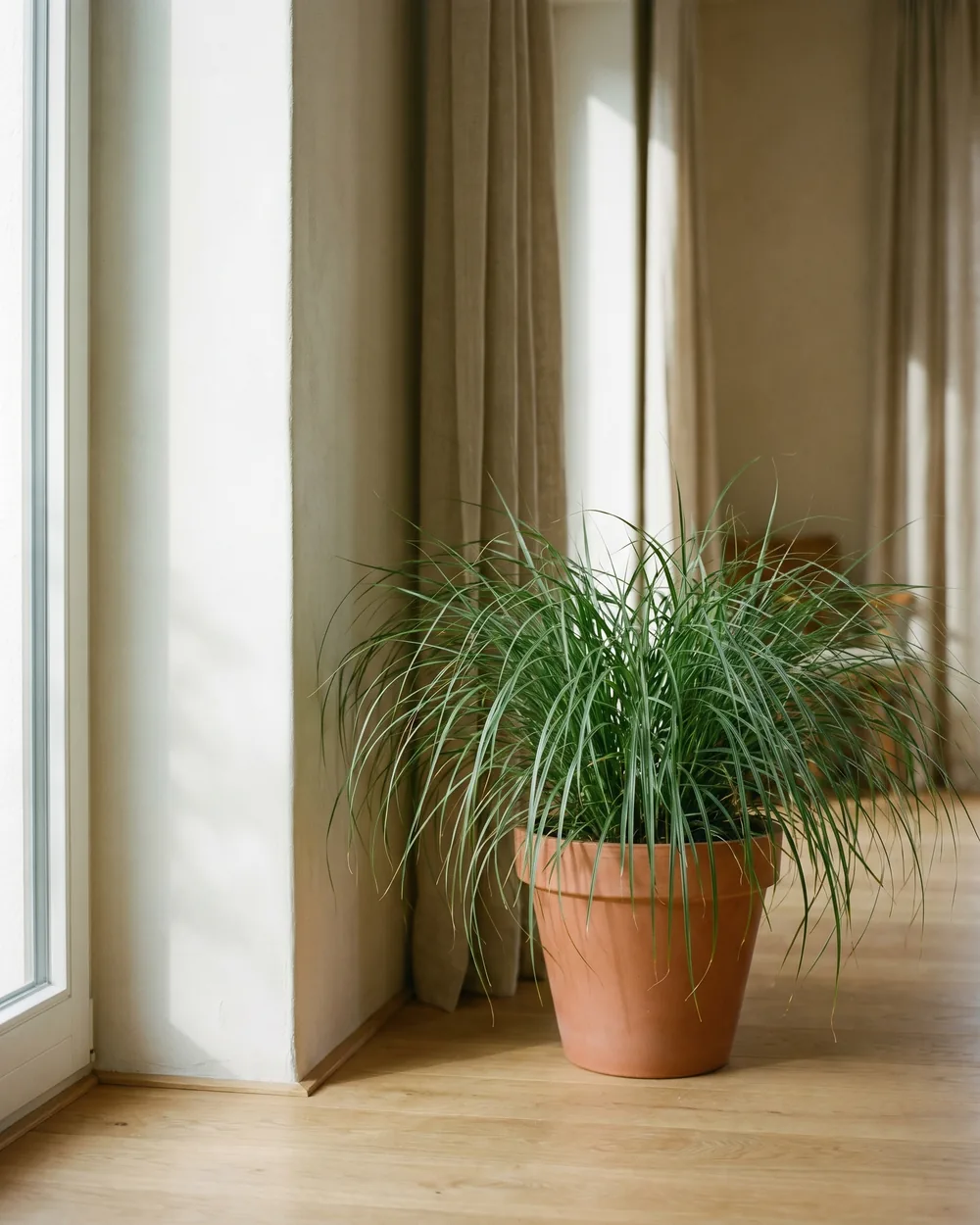 Chinaschilf styliert im Wohnraum