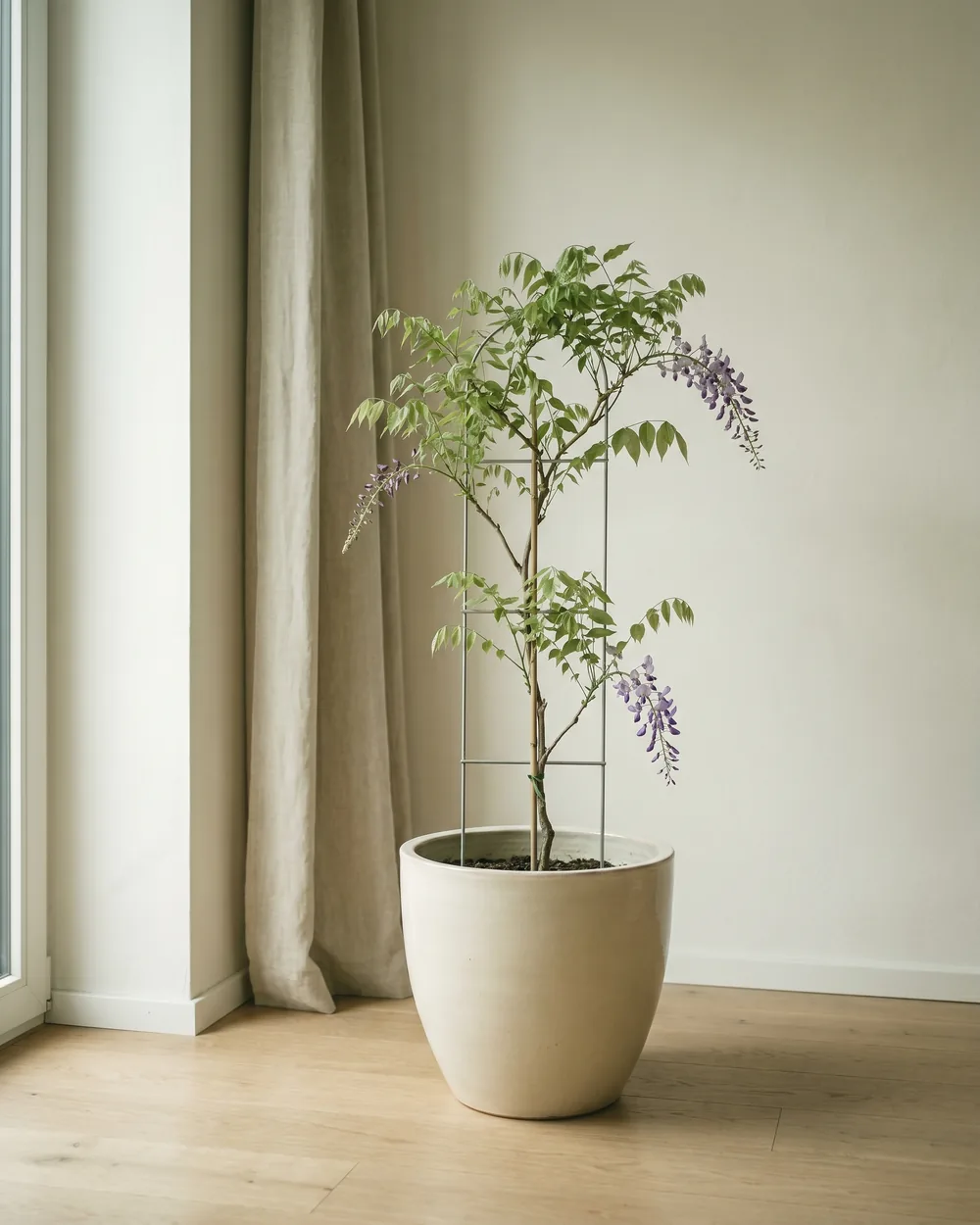 Chinesischer Blauregen styliert im Wohnraum