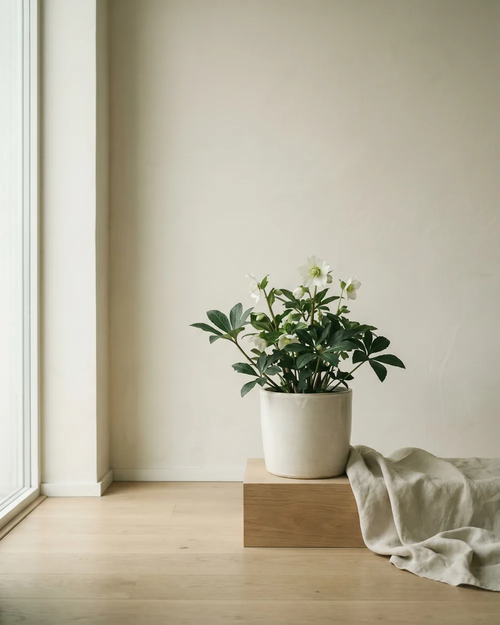 Christrose styliert im Wohnraum