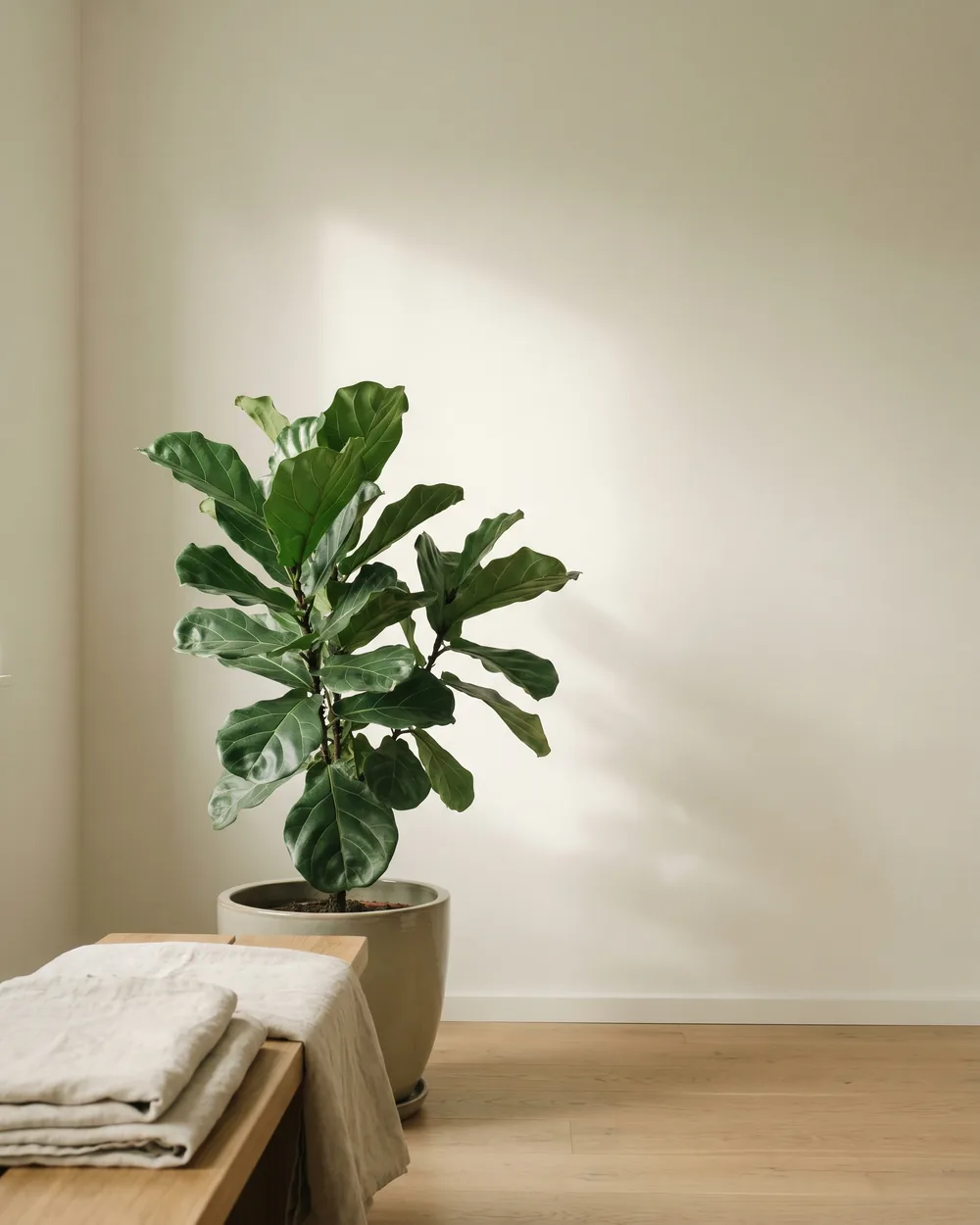 Clematis styliert im Wohnraum