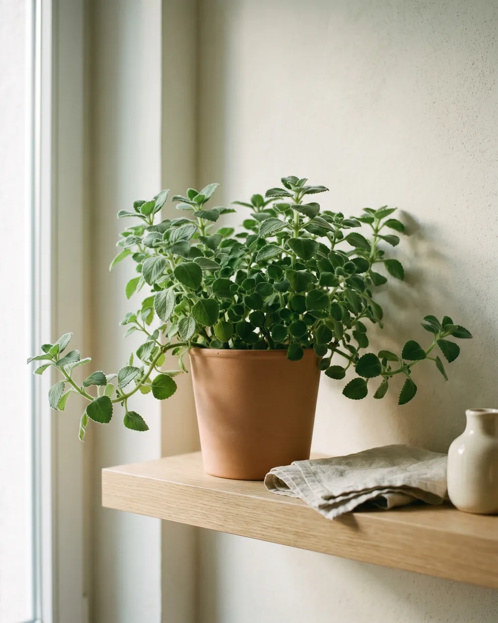 Cola-Kraut styliert im Wohnraum