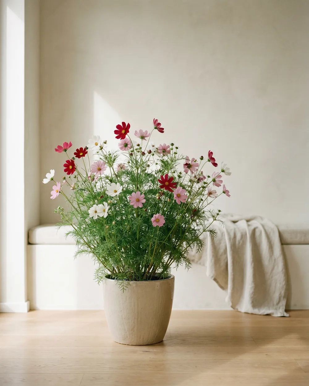Cosmea styliert im Wohnraum