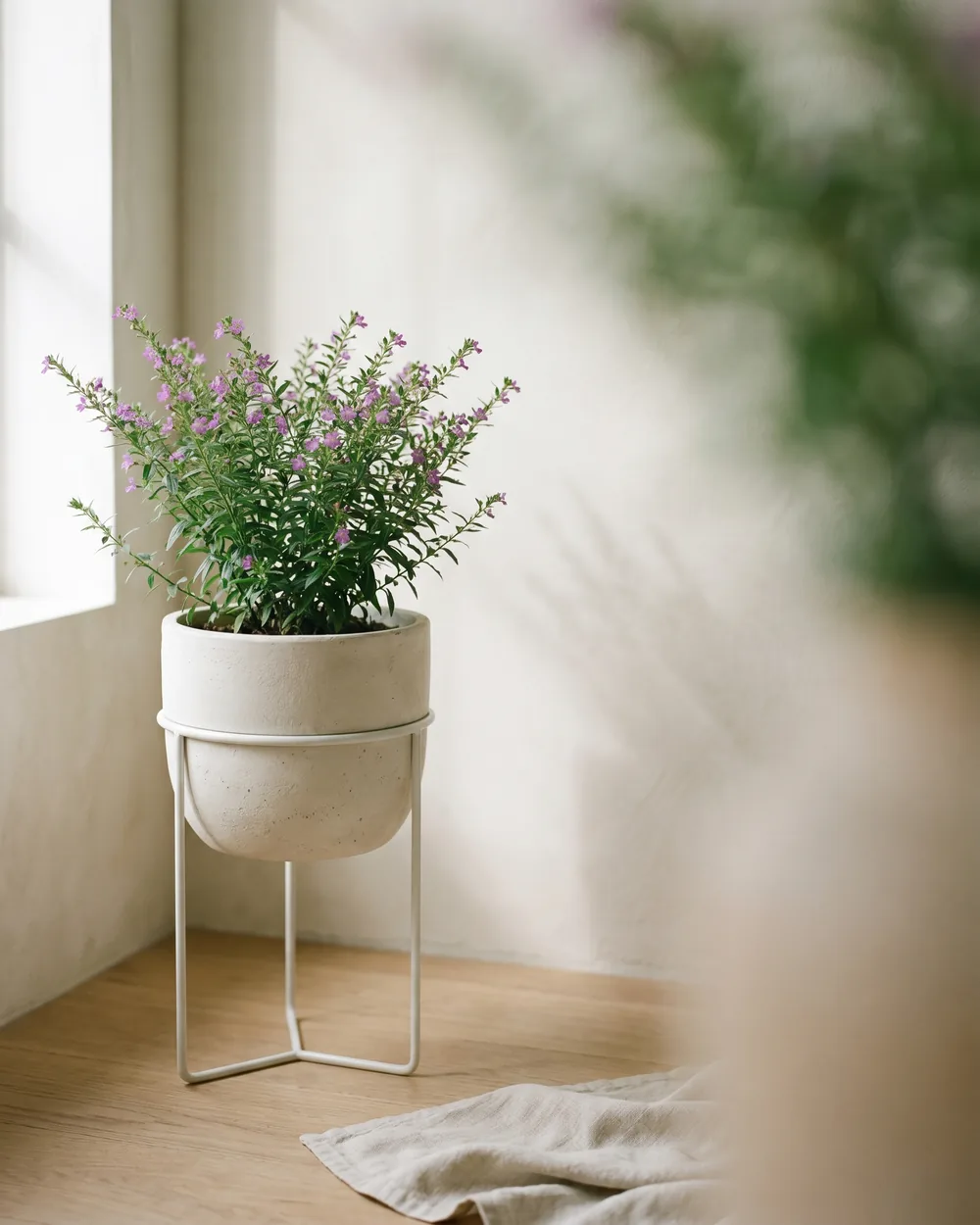 Cuphea styliert im Wohnraum