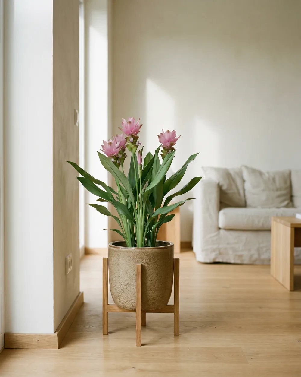 Curcuma styliert im Wohnraum
