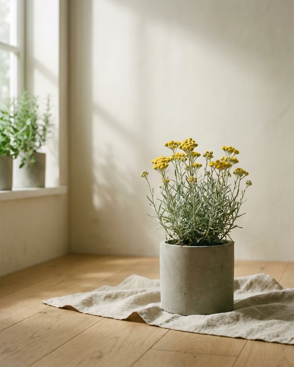 Currykraut styliert im Wohnraum