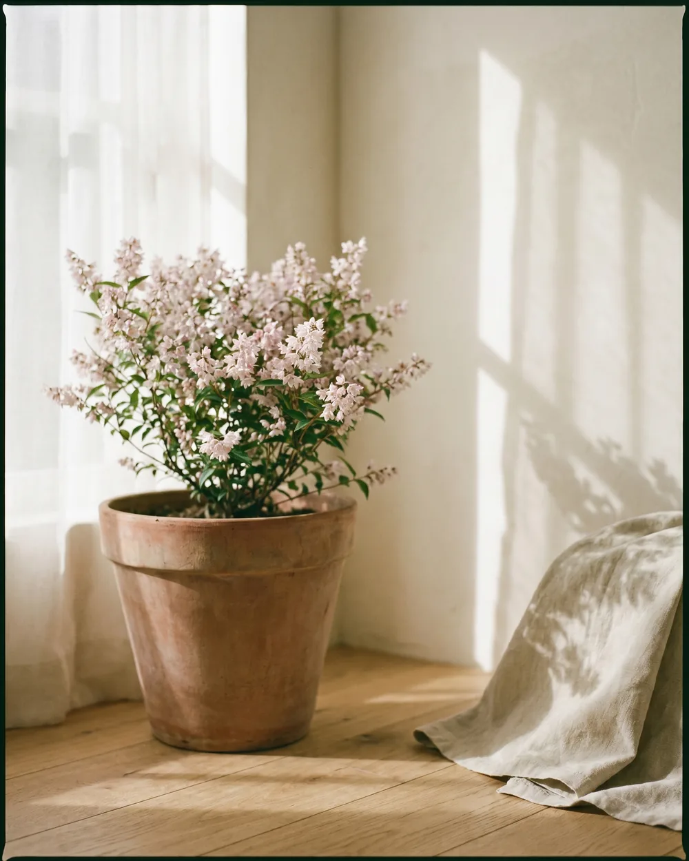 Deutzie styliert im Wohnraum