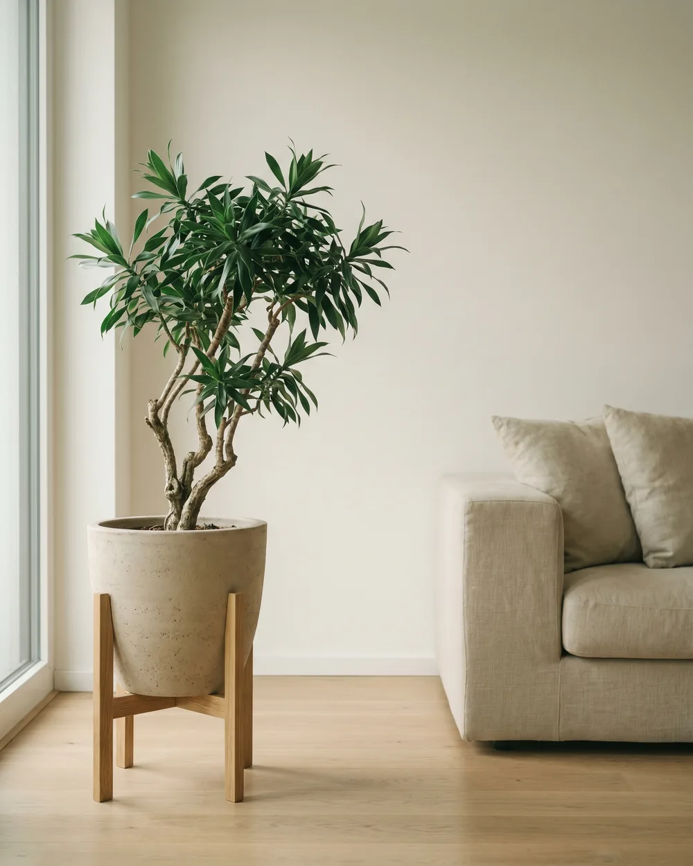 Drachenbaum styliert im Wohnraum