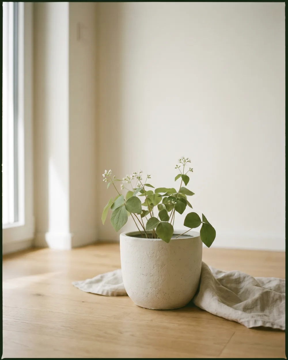 Drehfrucht styliert im Wohnraum