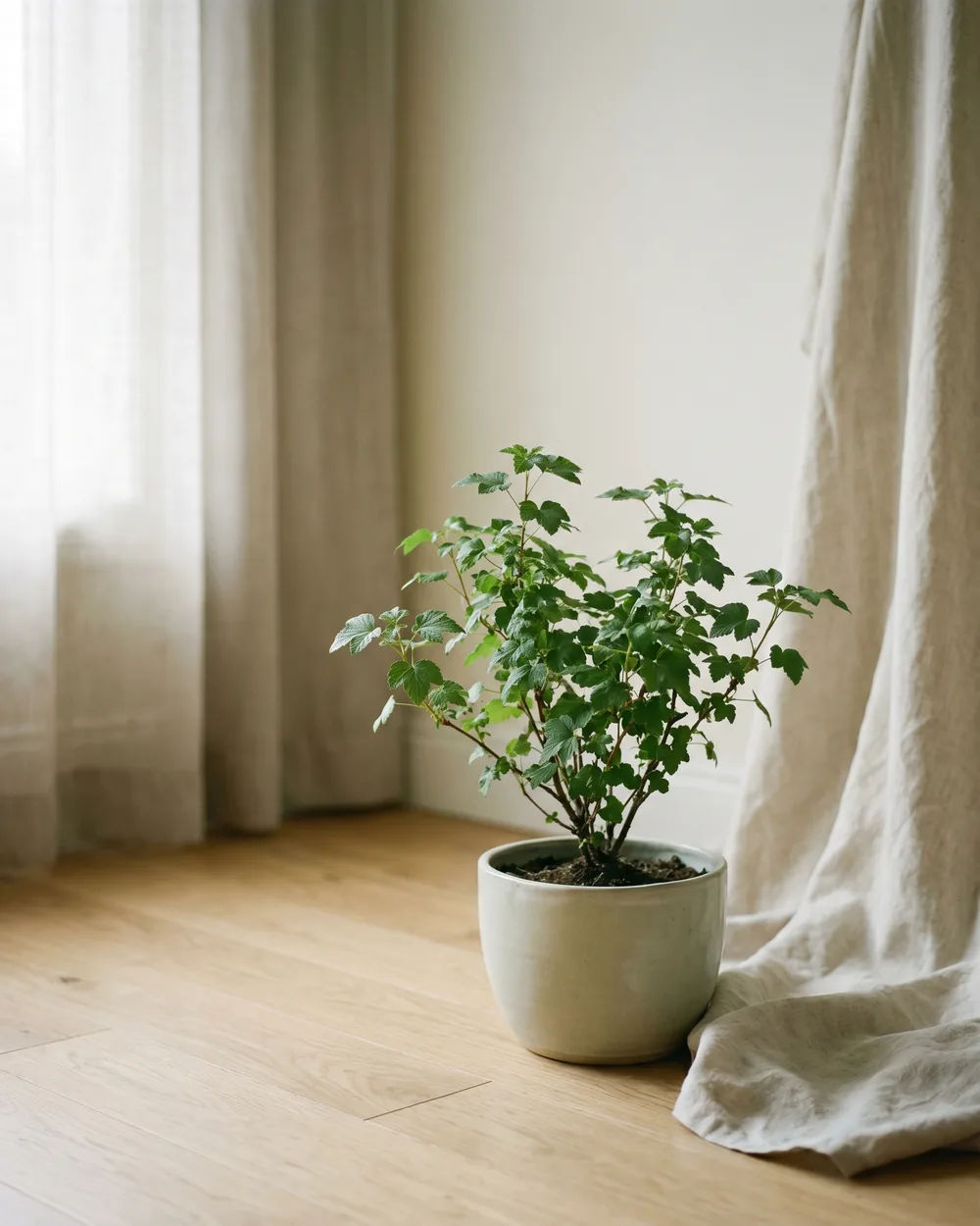 Alpen-Johannisbeere styliert im Wohnraum