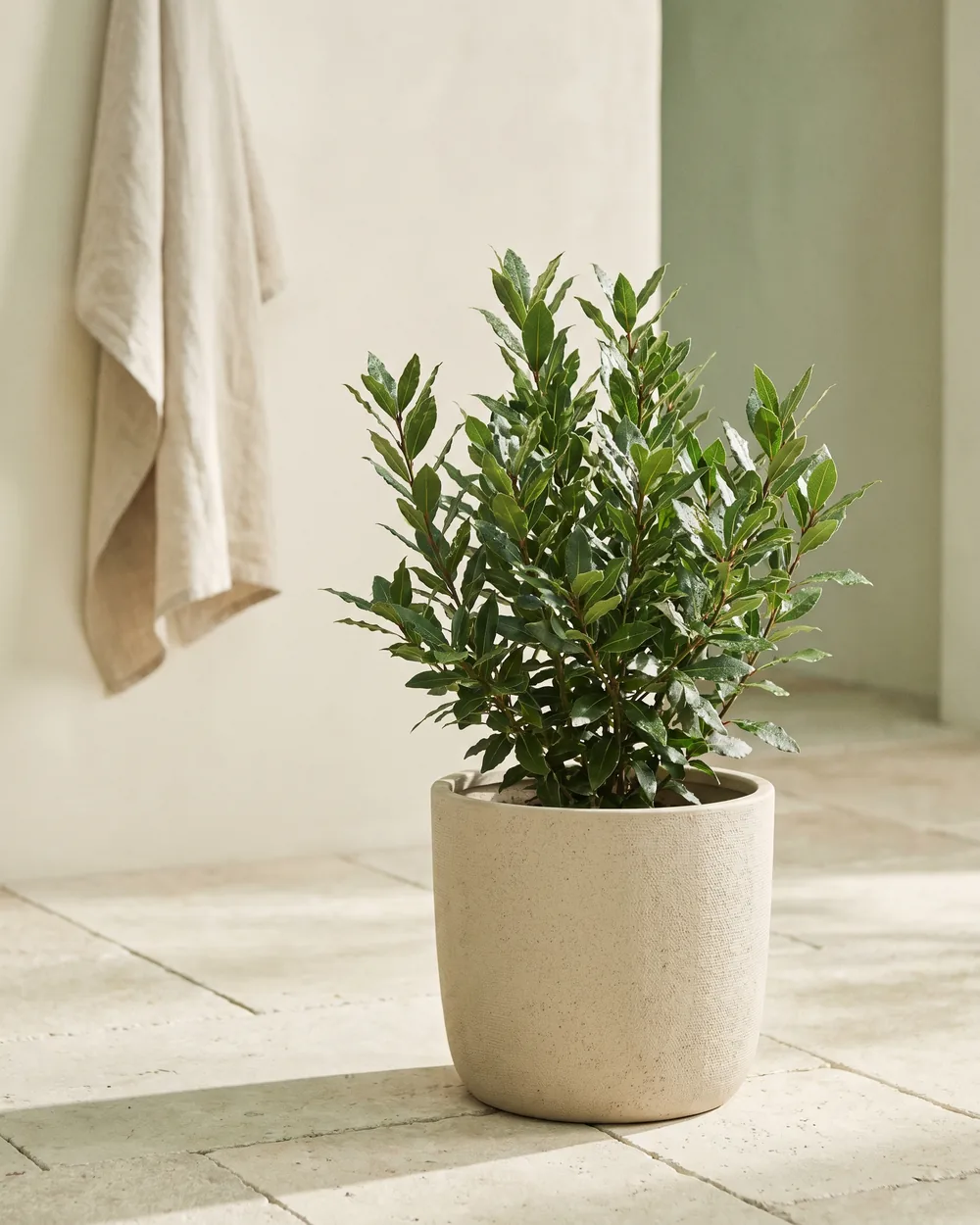 Echter Lorbeer styliert im Wohnraum