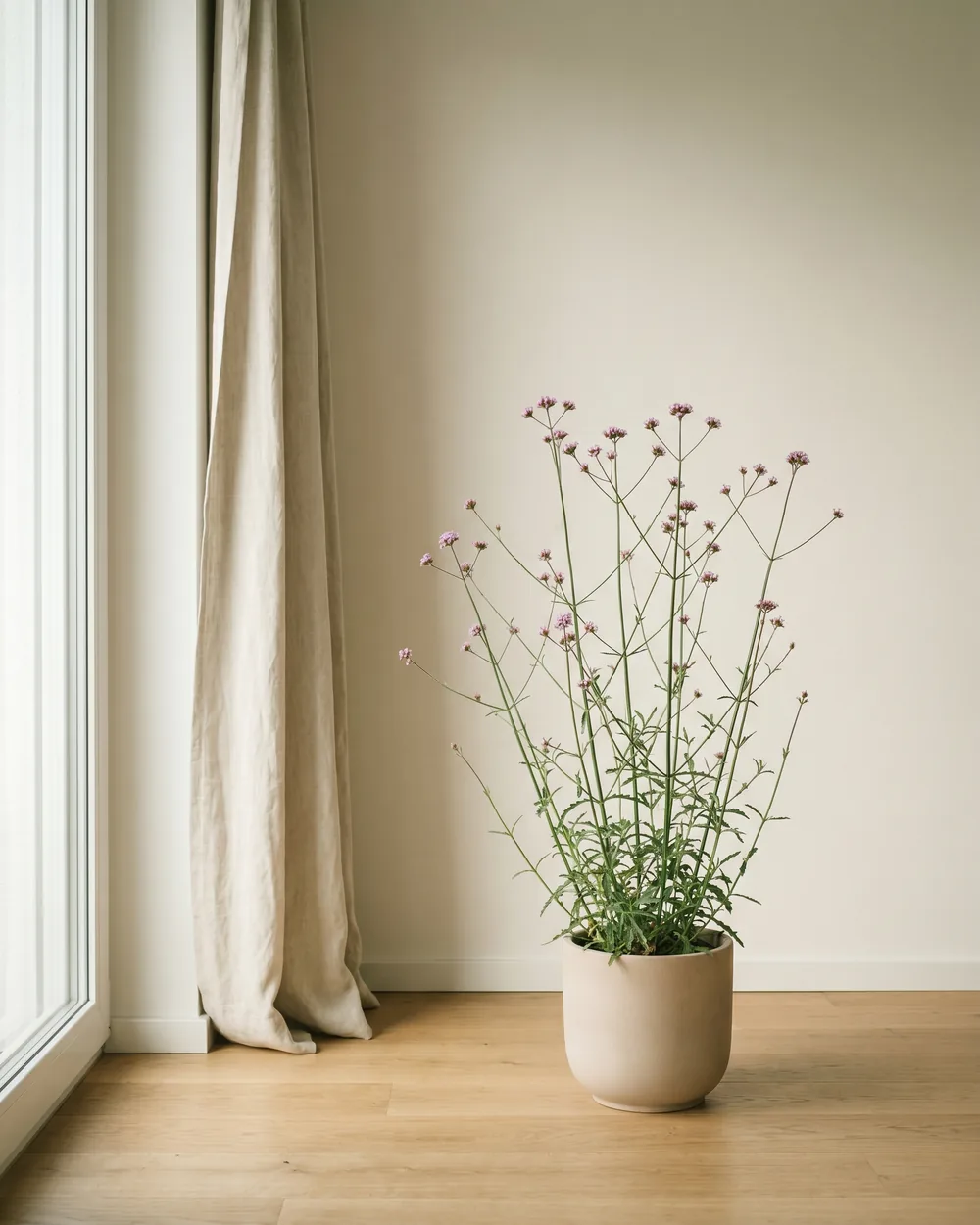 Echtes Eisenkraut styliert im Wohnraum