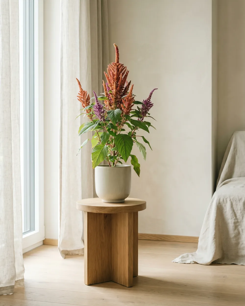 Amaranth styliert im Wohnraum
