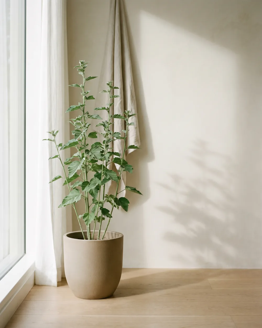 Eibisch styliert im Wohnraum