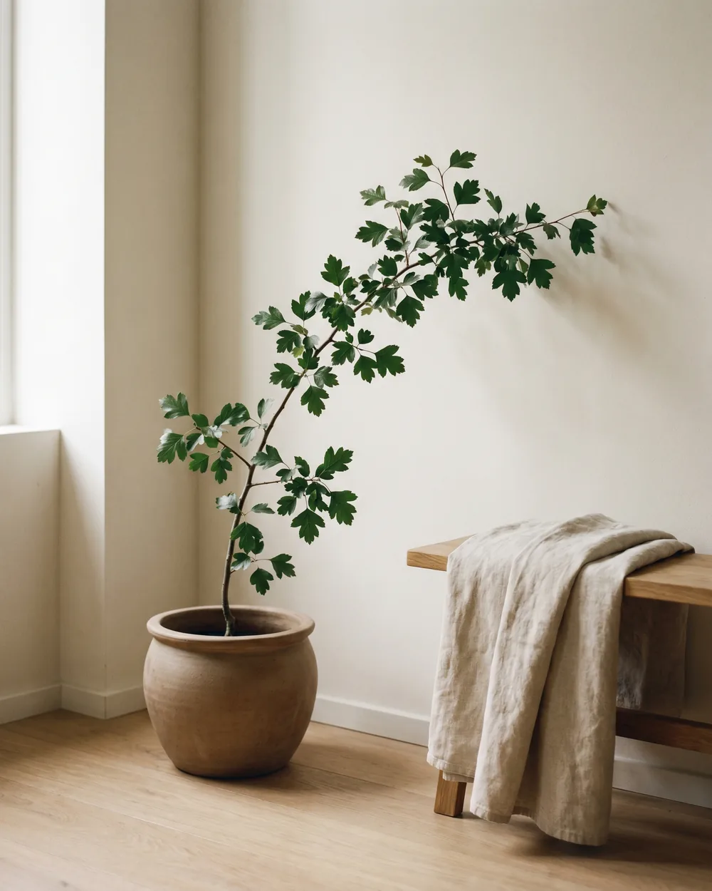 Eingriffeliger Weißdorn styliert im Wohnraum