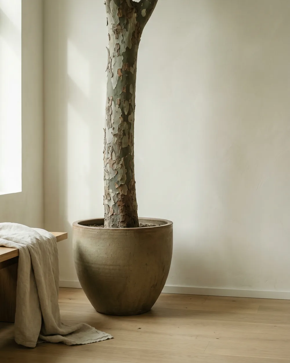 Eisenholzbaum styliert im Wohnraum