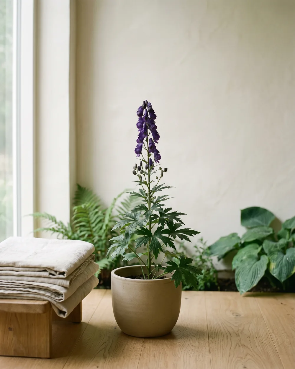 Eisenhut styliert im Wohnraum