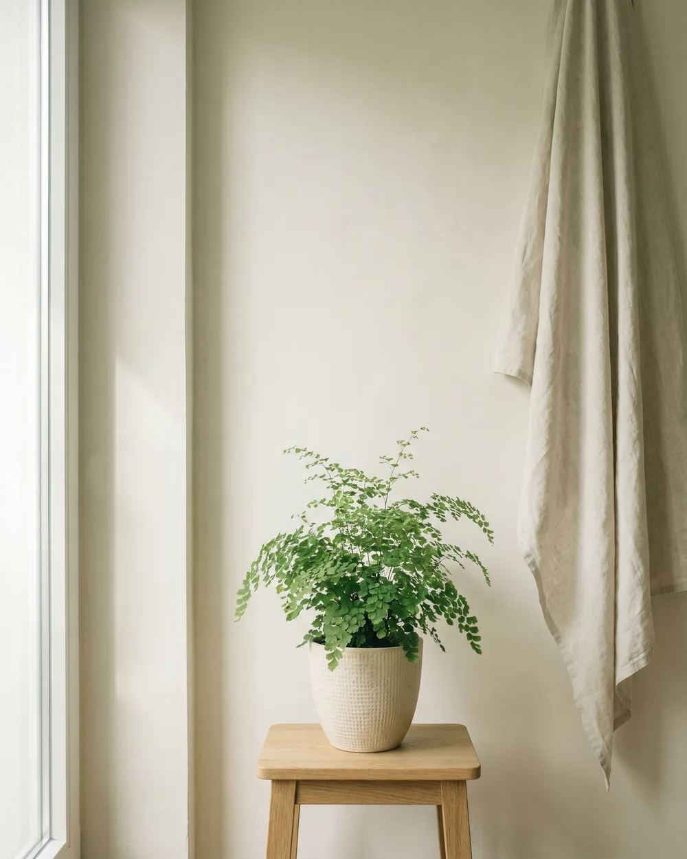 Elfensporn styliert im Wohnraum