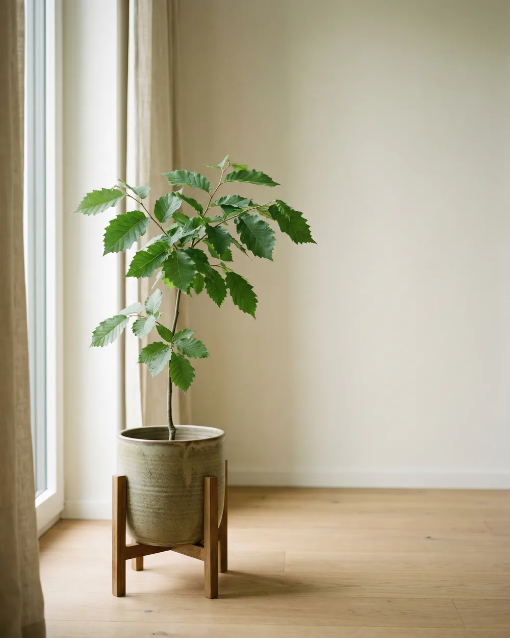 Elsbeere styliert im Wohnraum