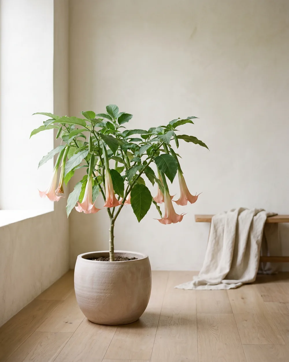 Engelstrompete styliert im Wohnraum