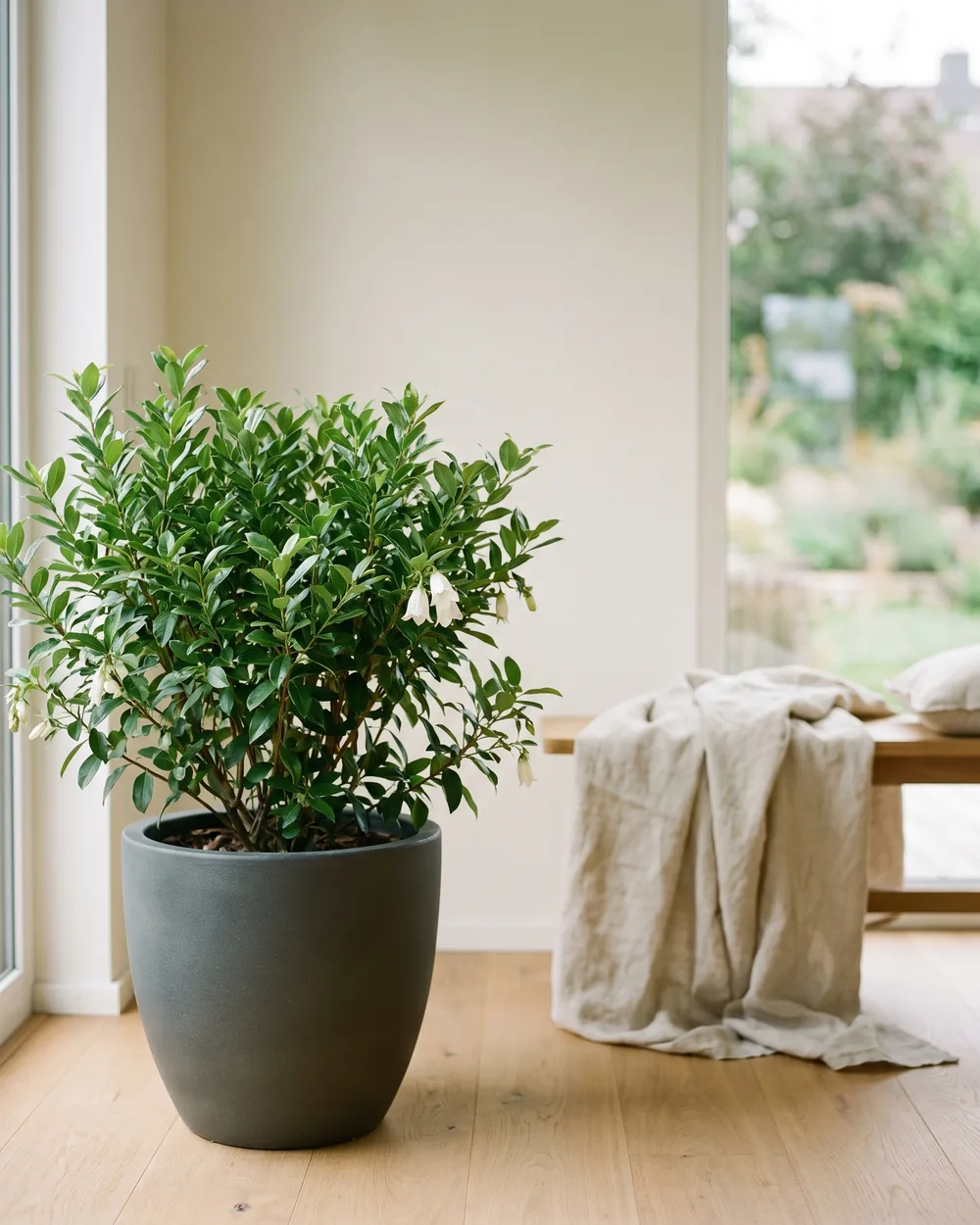 Enzianstrauch styliert im Wohnraum