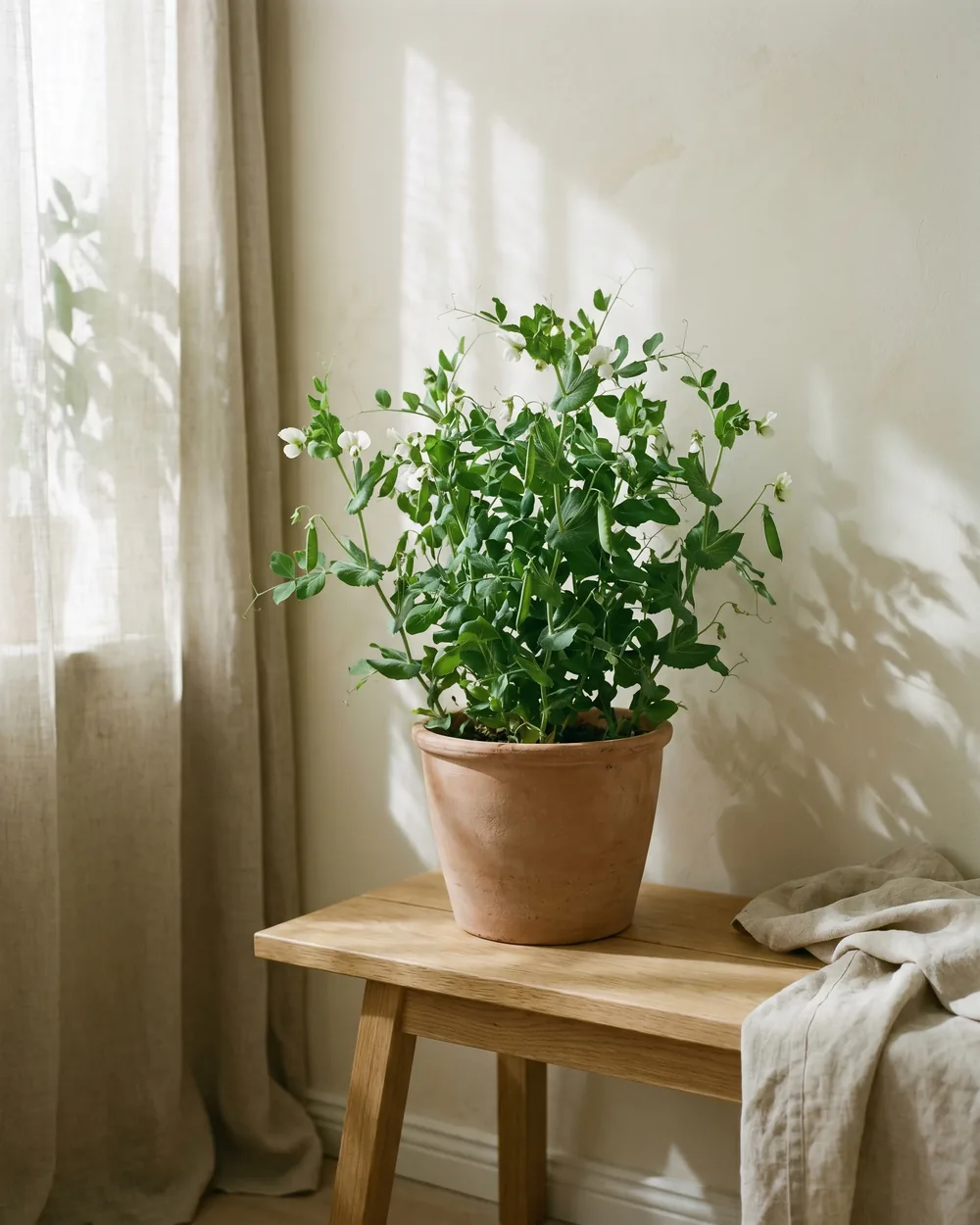 Erbse styliert im Wohnraum