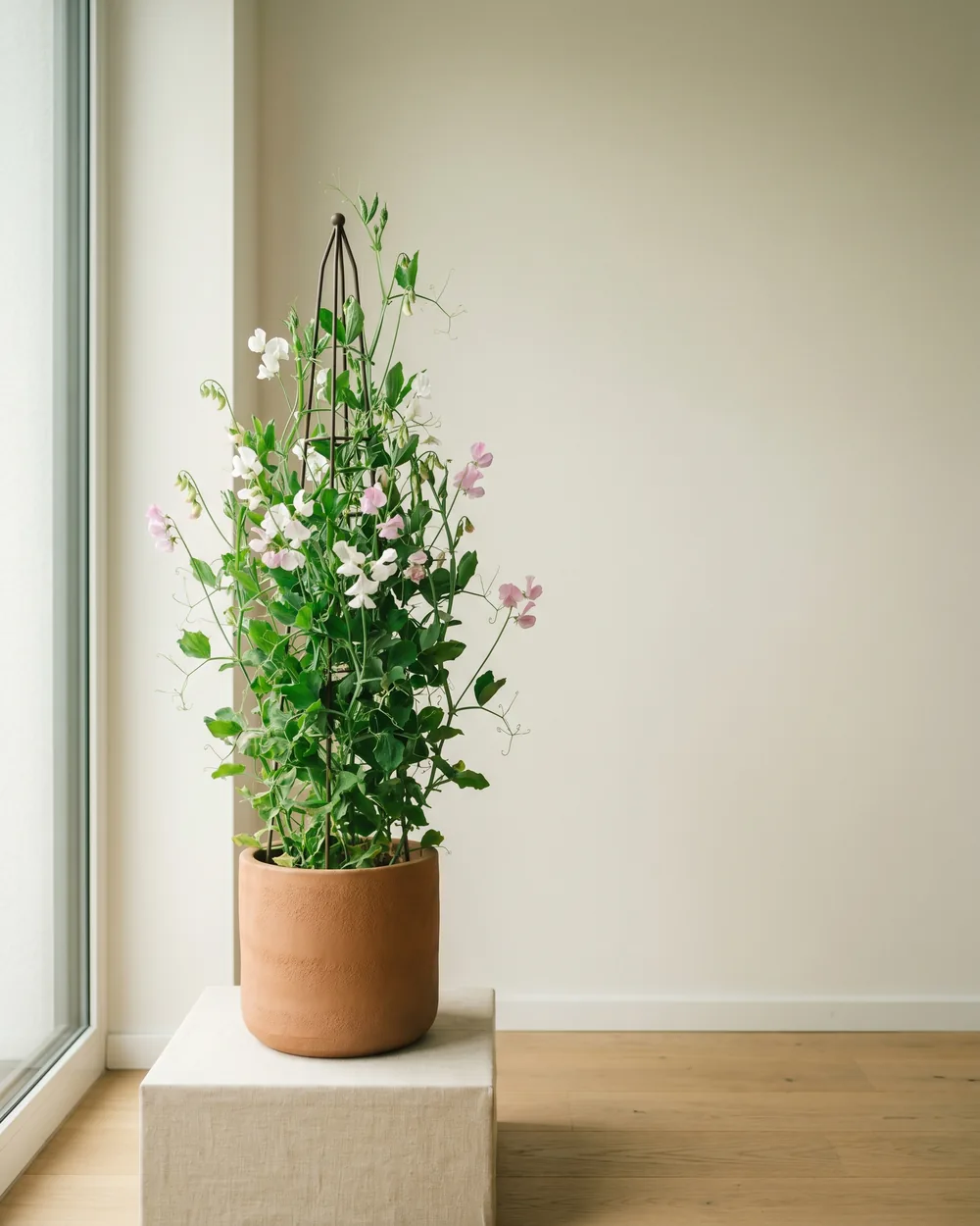 Erbsenpflanze styliert im Wohnraum