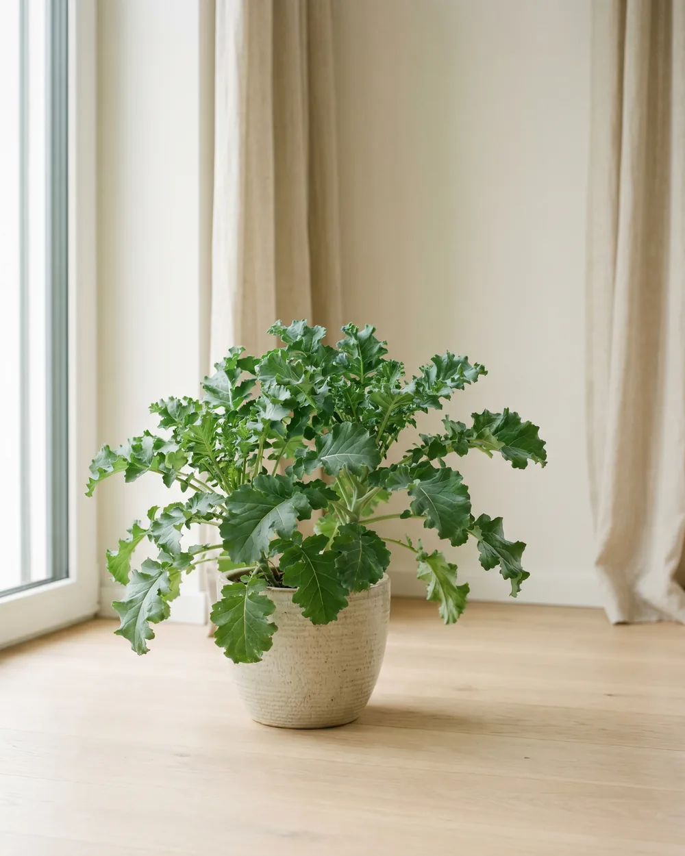 Ewiger Kohl styliert im Wohnraum