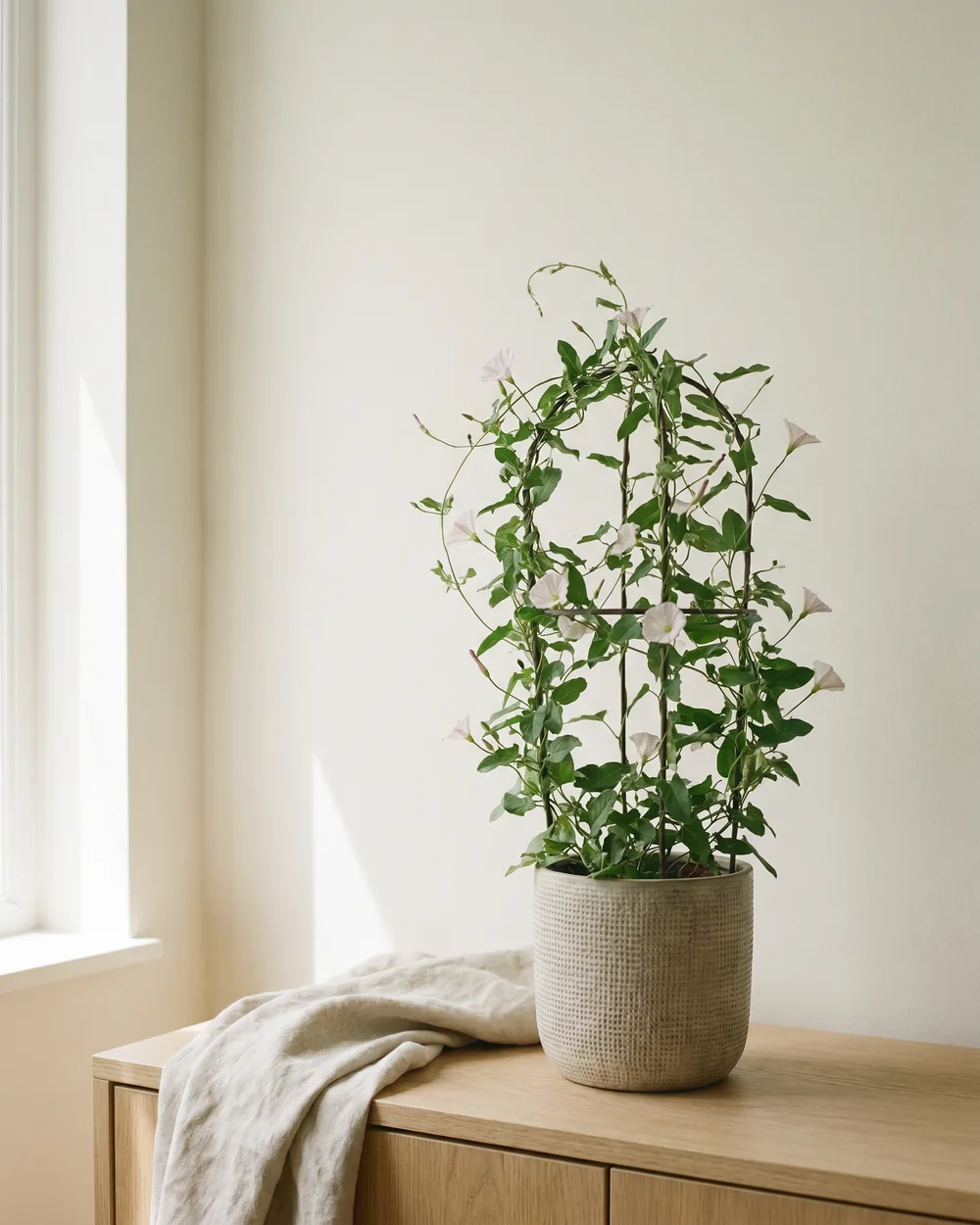 Ackerwinde styliert im Wohnraum