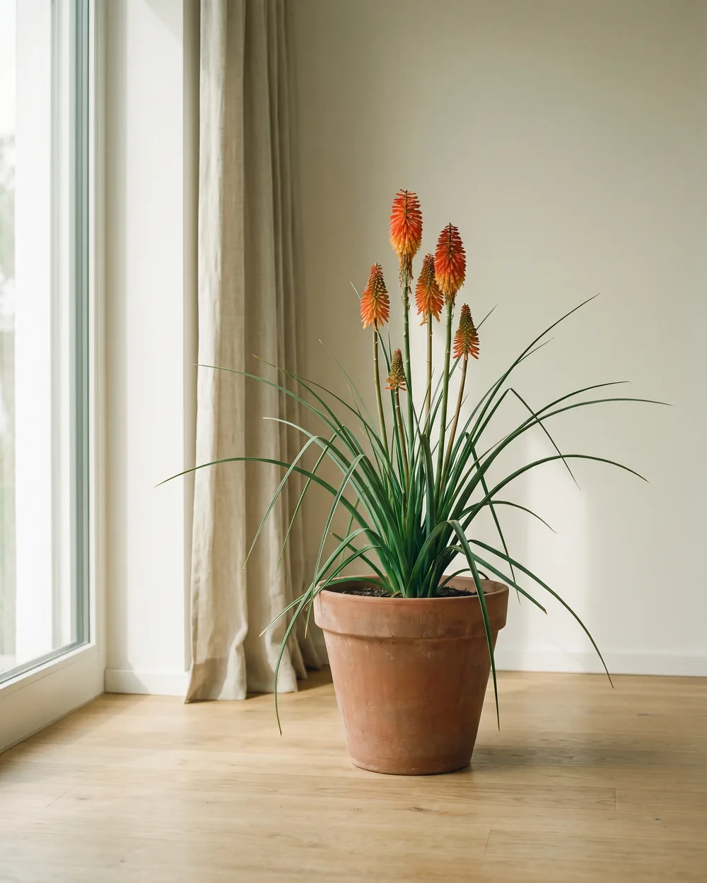 Fackellilie styliert im Wohnraum