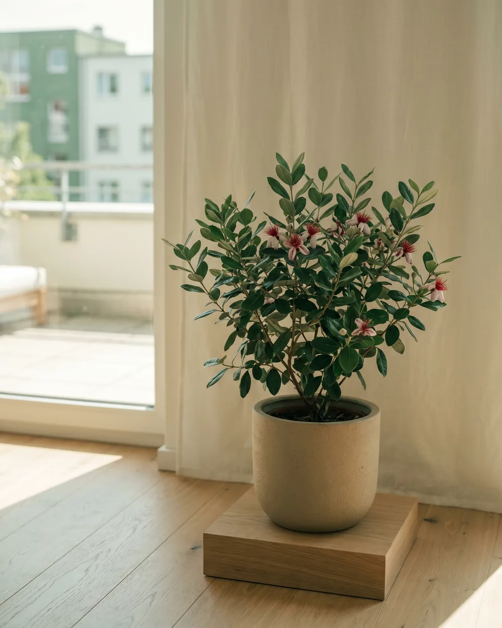 Feijoa styliert im Wohnraum