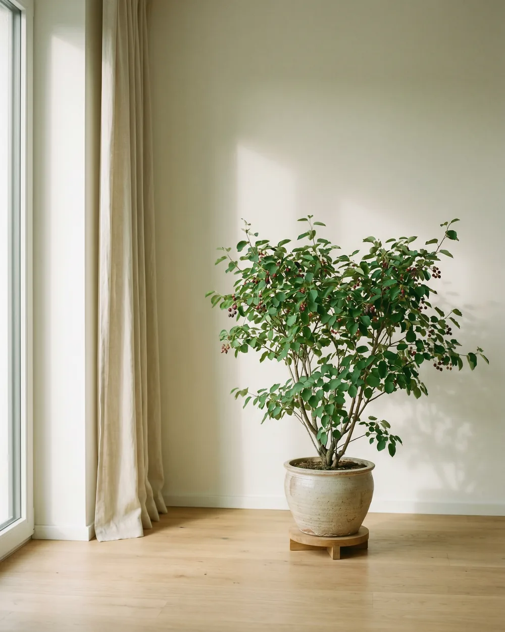 Felsenbirne styliert im Wohnraum