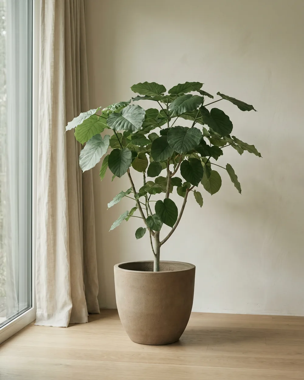 Fenchel styliert im Wohnraum