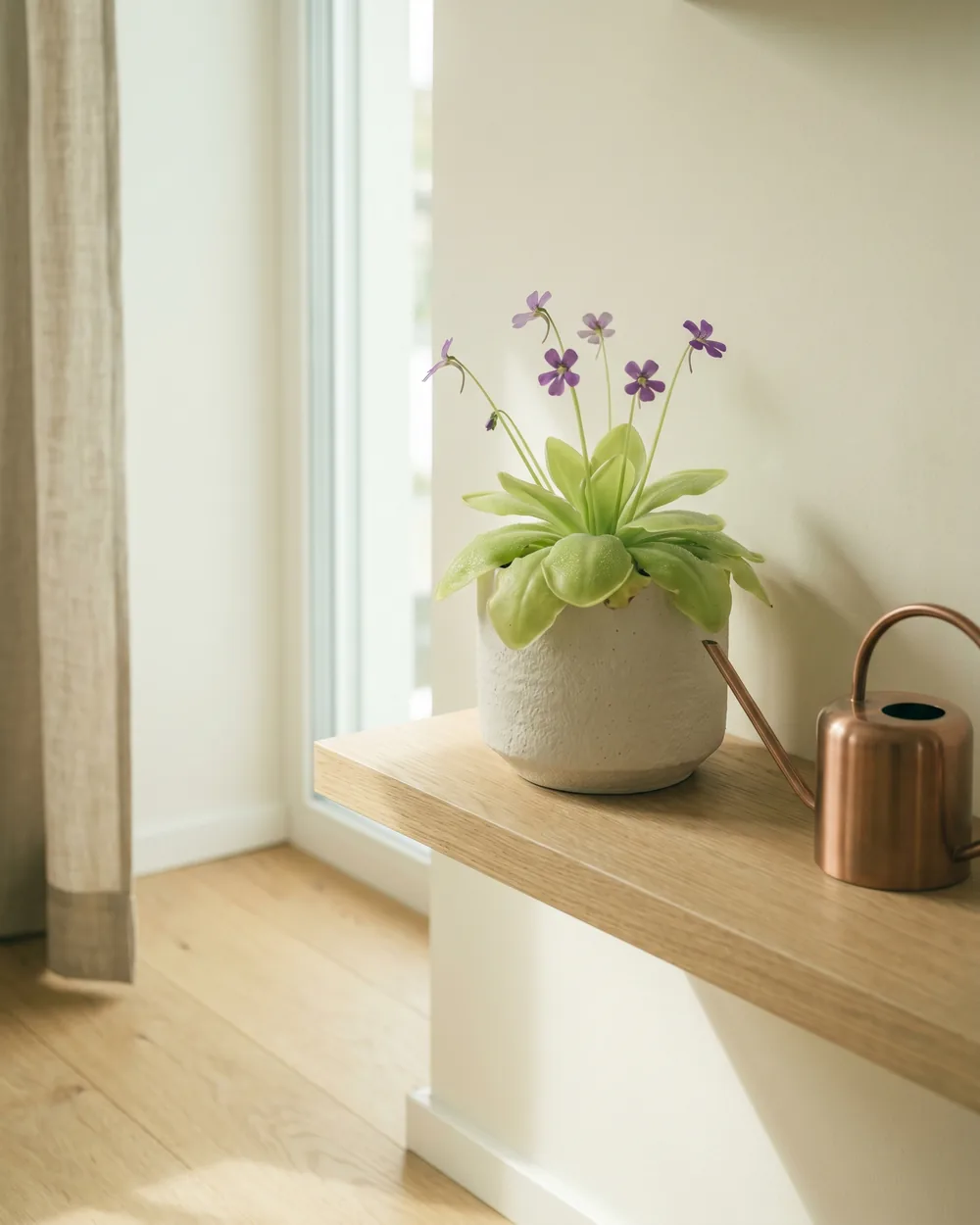 Fettkraut styliert im Wohnraum