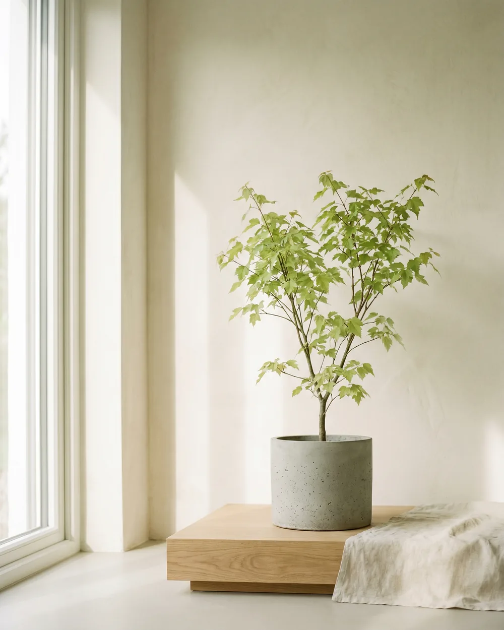 Feuer-Ahorn styliert im Wohnraum