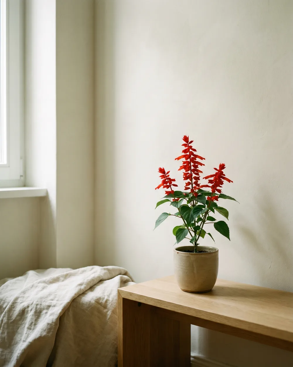 Feuersalbei styliert im Wohnraum