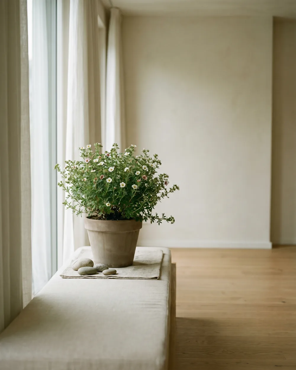 Fingerkraut styliert im Wohnraum