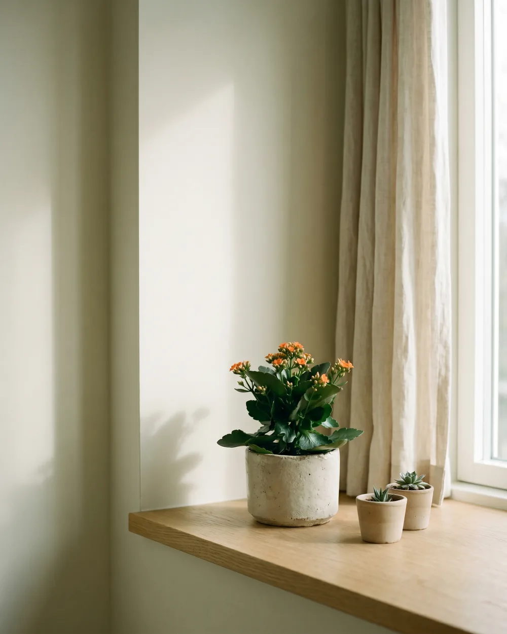 Flammendes Käthchen styliert im Wohnraum