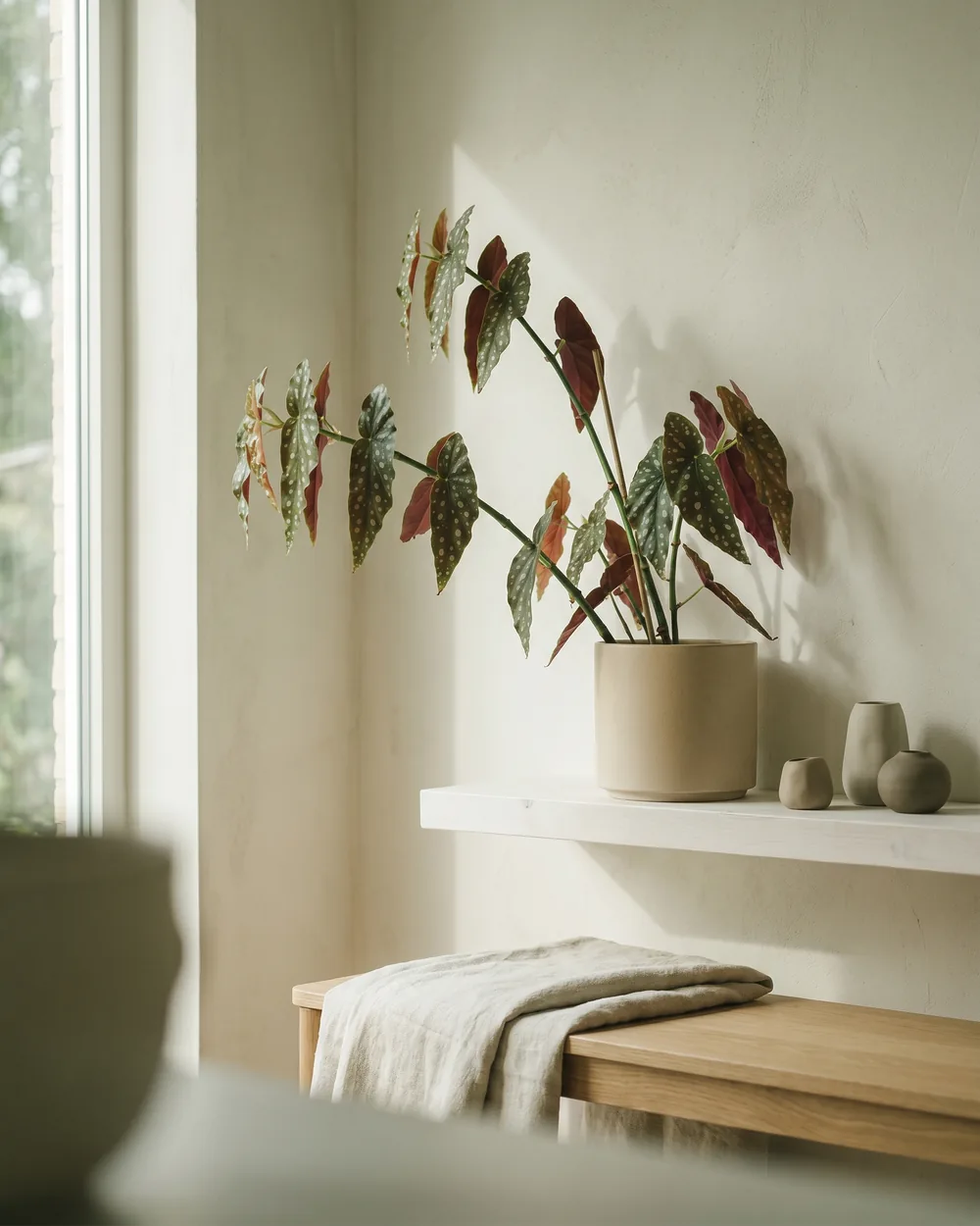 Forellenbegonie styliert im Wohnraum