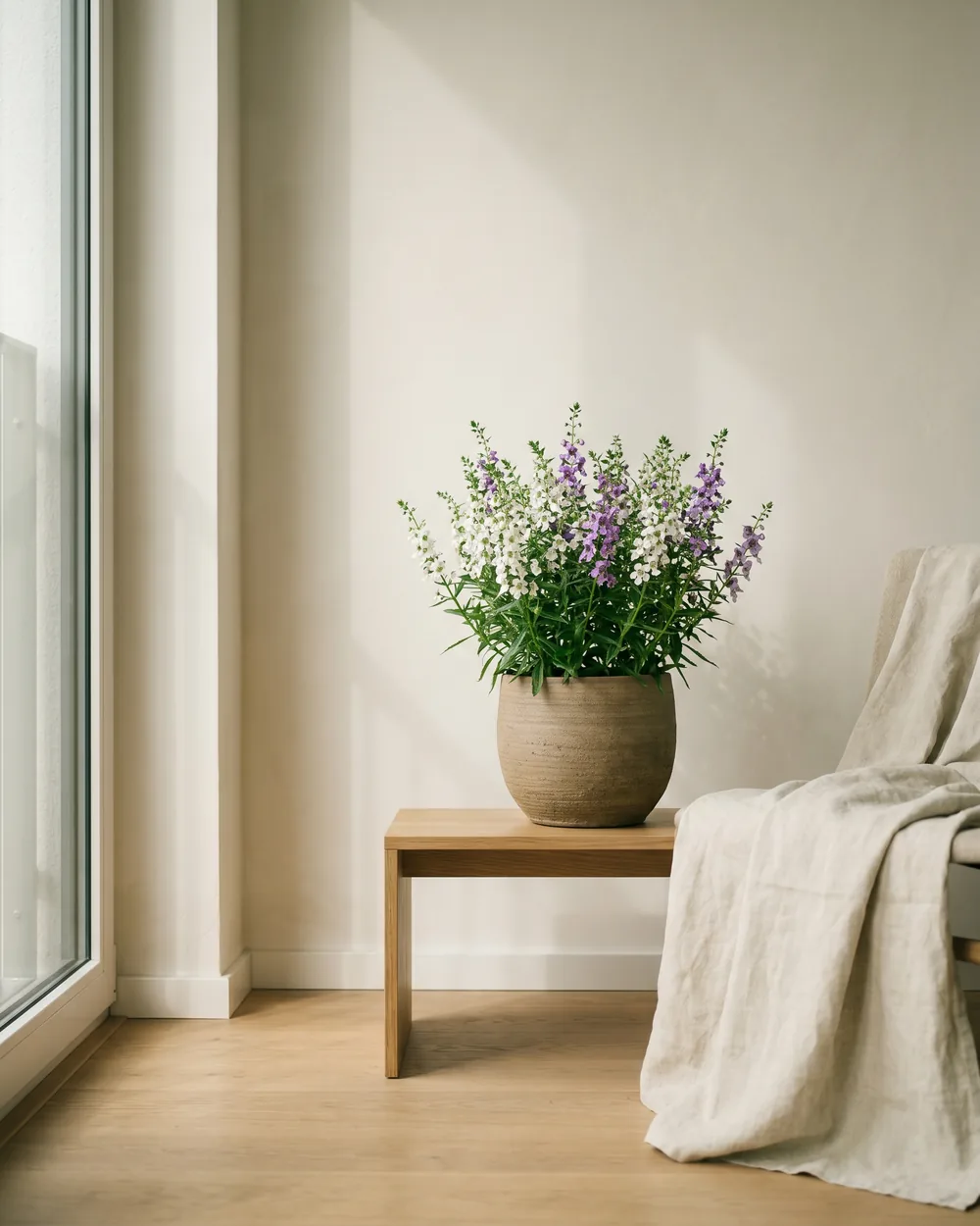 Angelonie styliert im Wohnraum